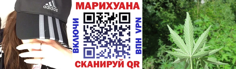 Конопля сатива  Сегежа 